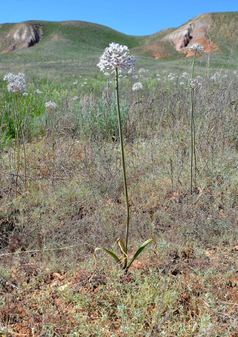 Изображение особи Allium tulipifolium.