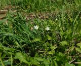 Stellaria bungeana. Цветущее растение. Восточный Казахстан, Глубоковский р-н, окр. с. Тарханка, склон сопки ниже кустарников. 10.05.2017.