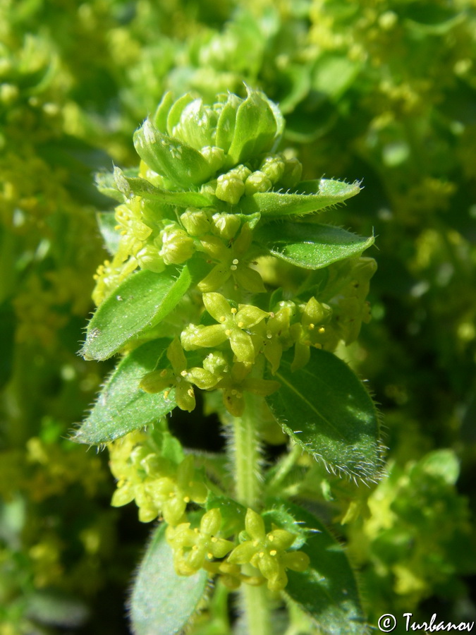 Image of Cruciata laevipes specimen.