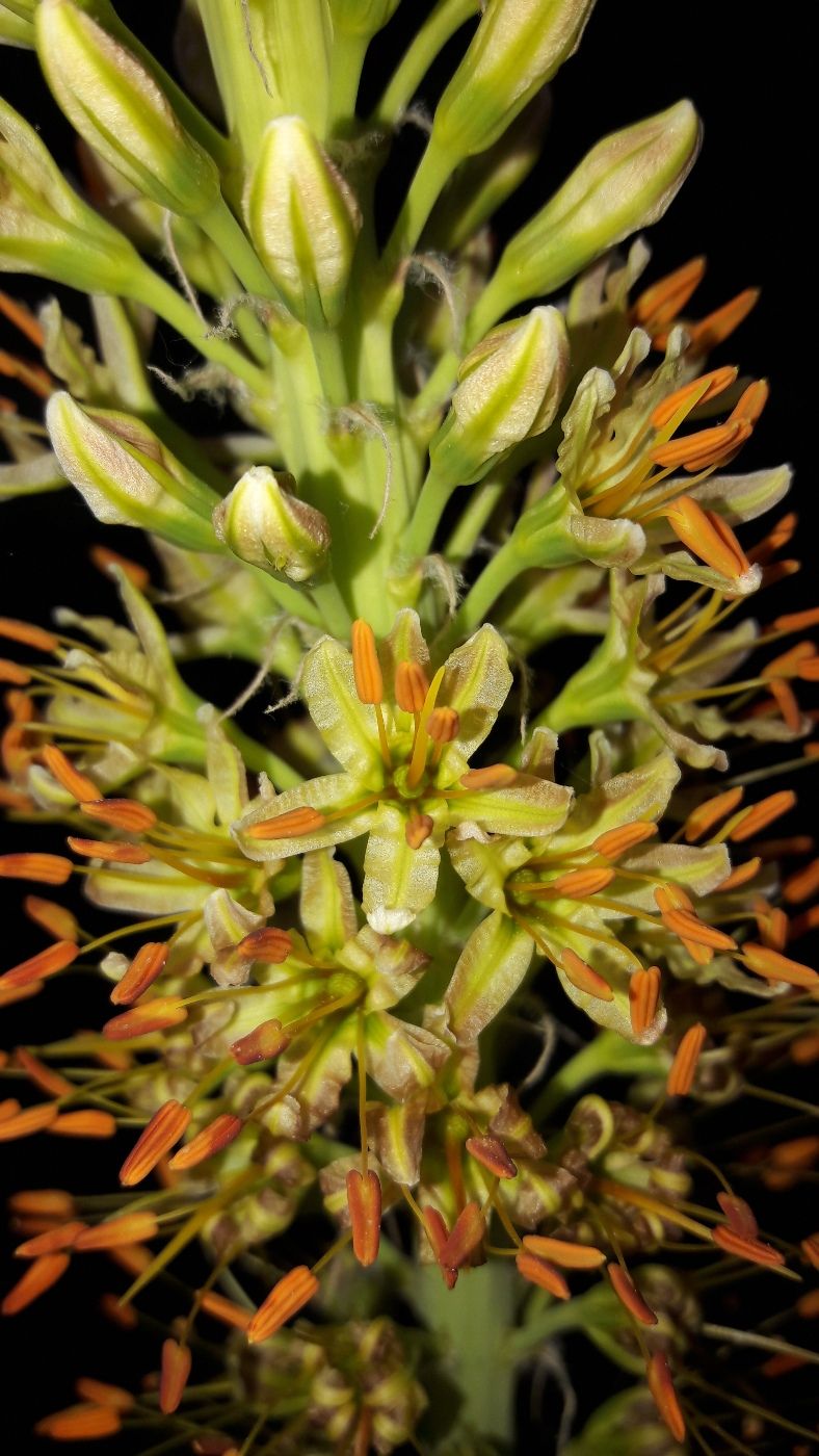 Image of Eremurus hissaricus specimen.