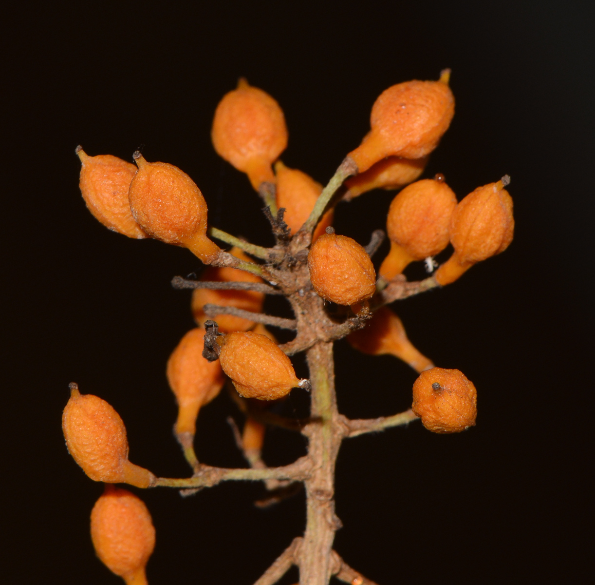 Image of Bontia daphnoides specimen.