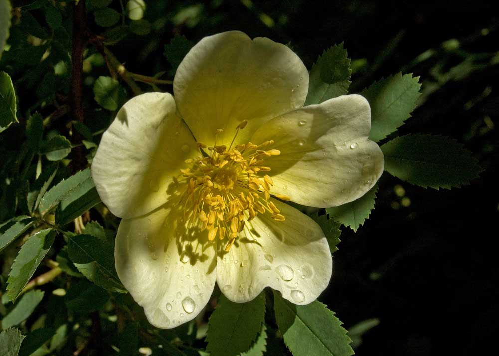 Image of Rosa spinosissima specimen.