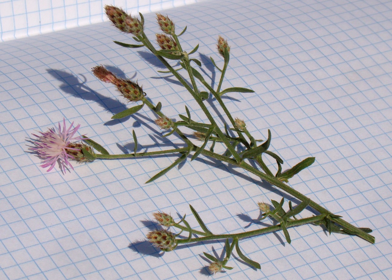 Image of Centaurea diffusa specimen.