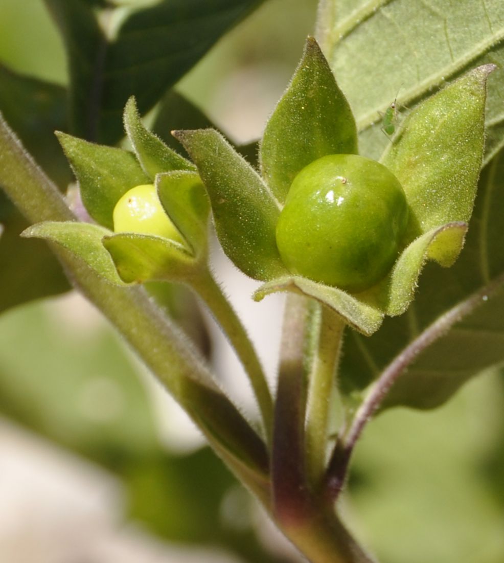 Image of Atropa bella-donna specimen.