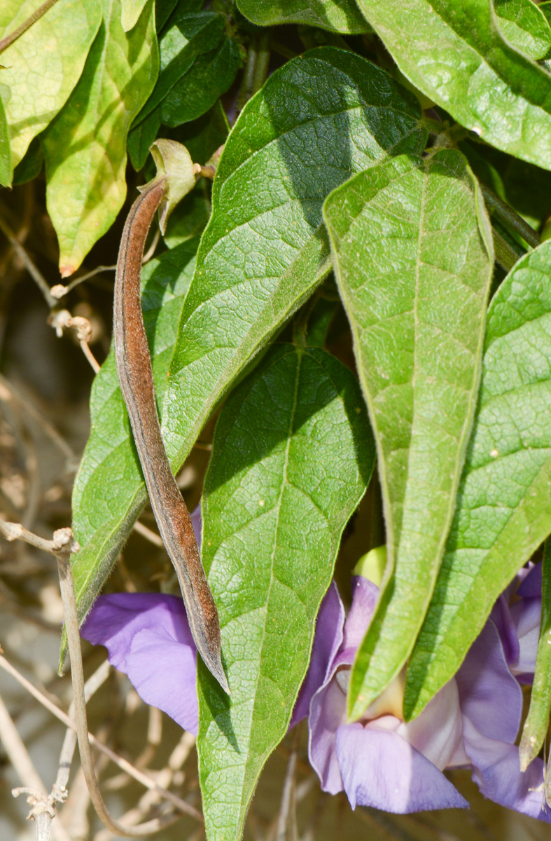 Изображение особи Vigna speciosa.