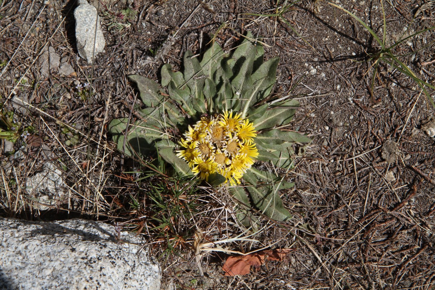 Изображение особи Inula rhizocephala.