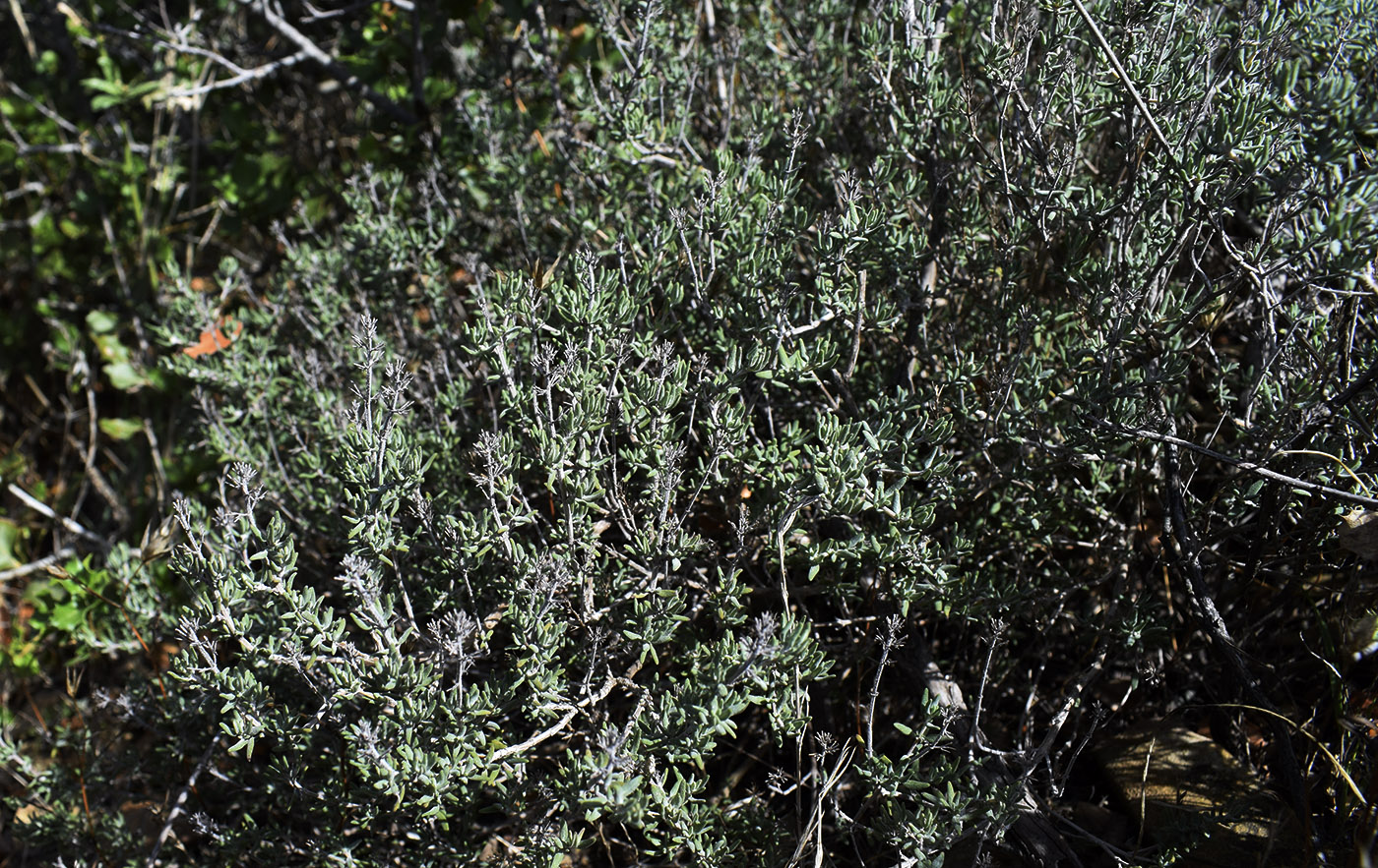 Image of Thymus vulgaris specimen.