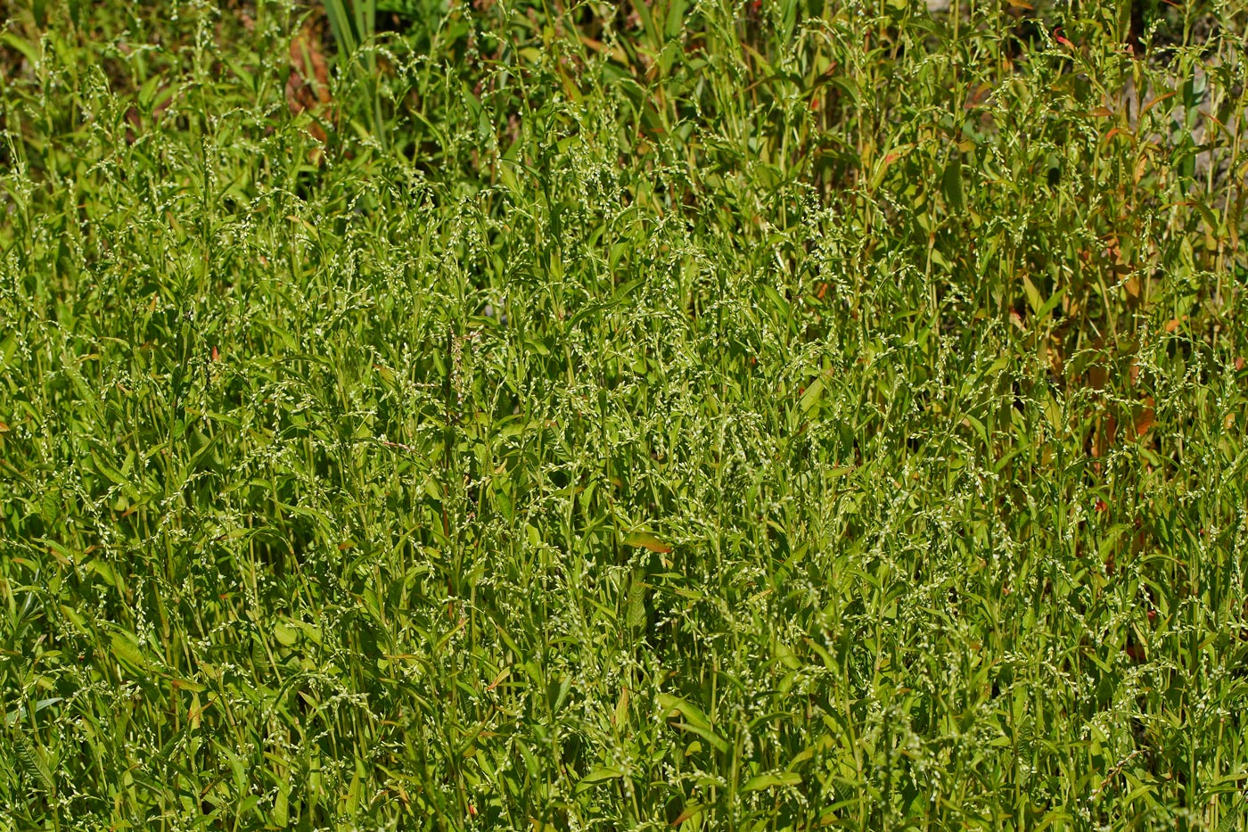 Image of Persicaria hydropiper specimen.