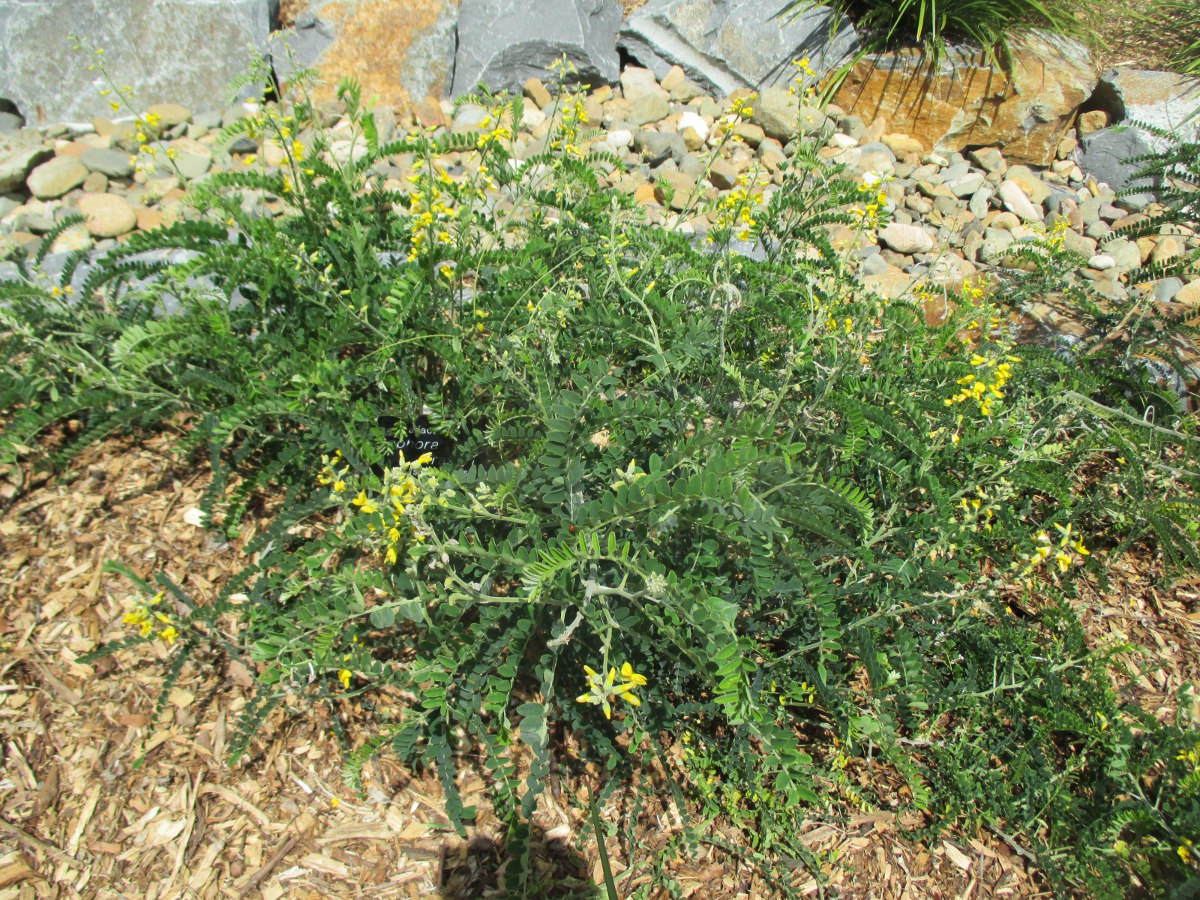 Image of Sophora fraseri specimen.