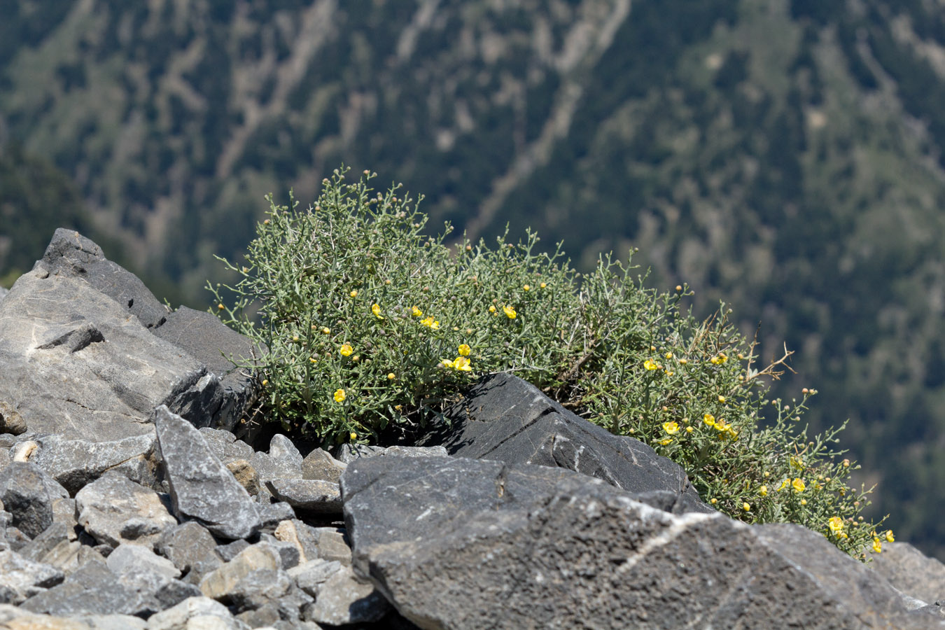 Image of Verbascum spinosum specimen.