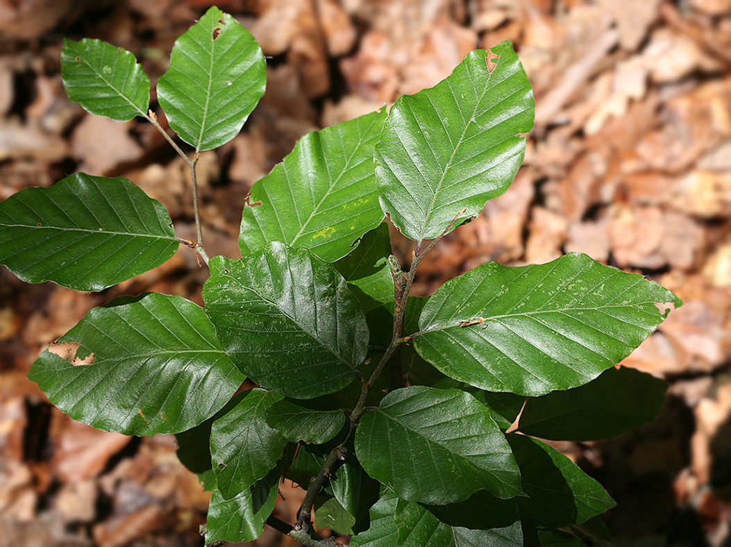 Изображение особи Fagus sylvatica.