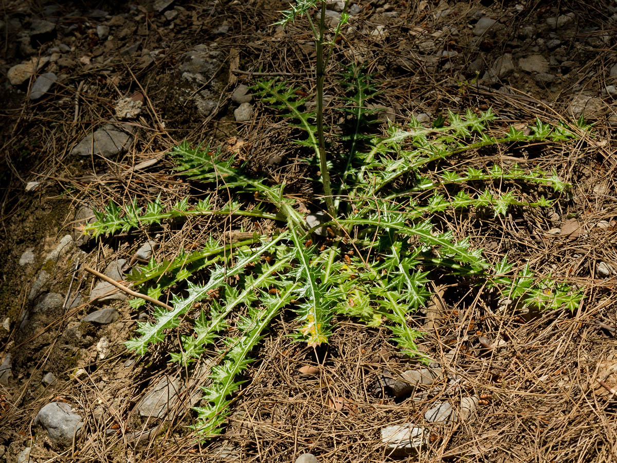 Image of Lamyropsis cynaroides specimen.