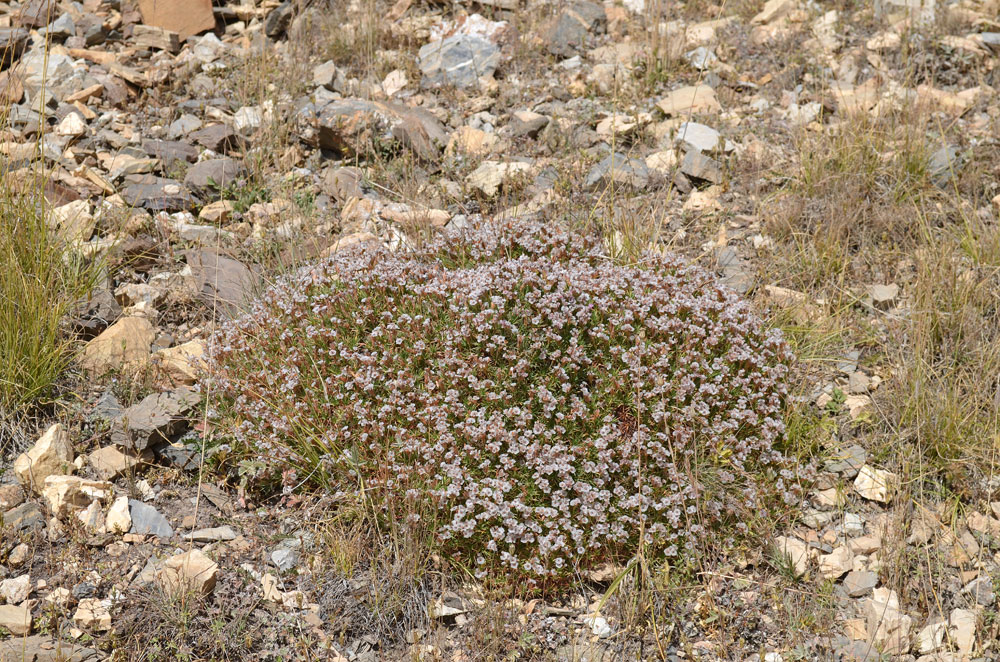 Image of Acantholimon litvinovii specimen.