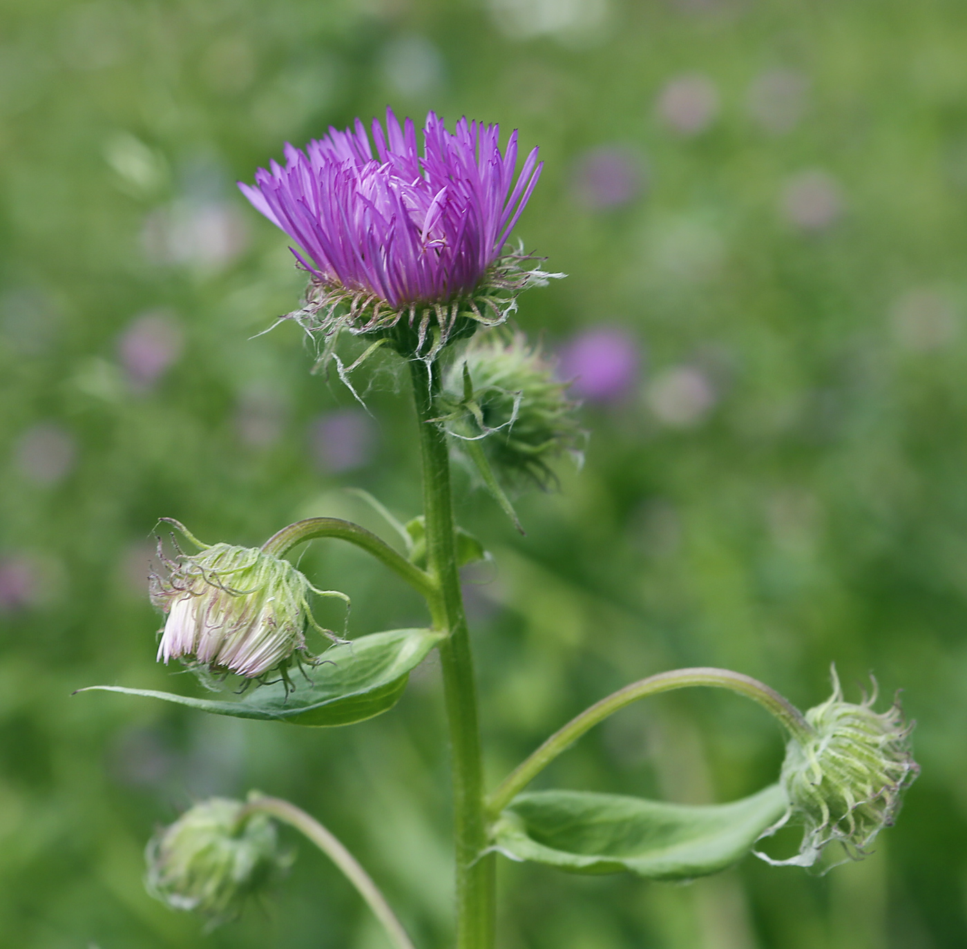 Изображение особи Erigeron speciosus.