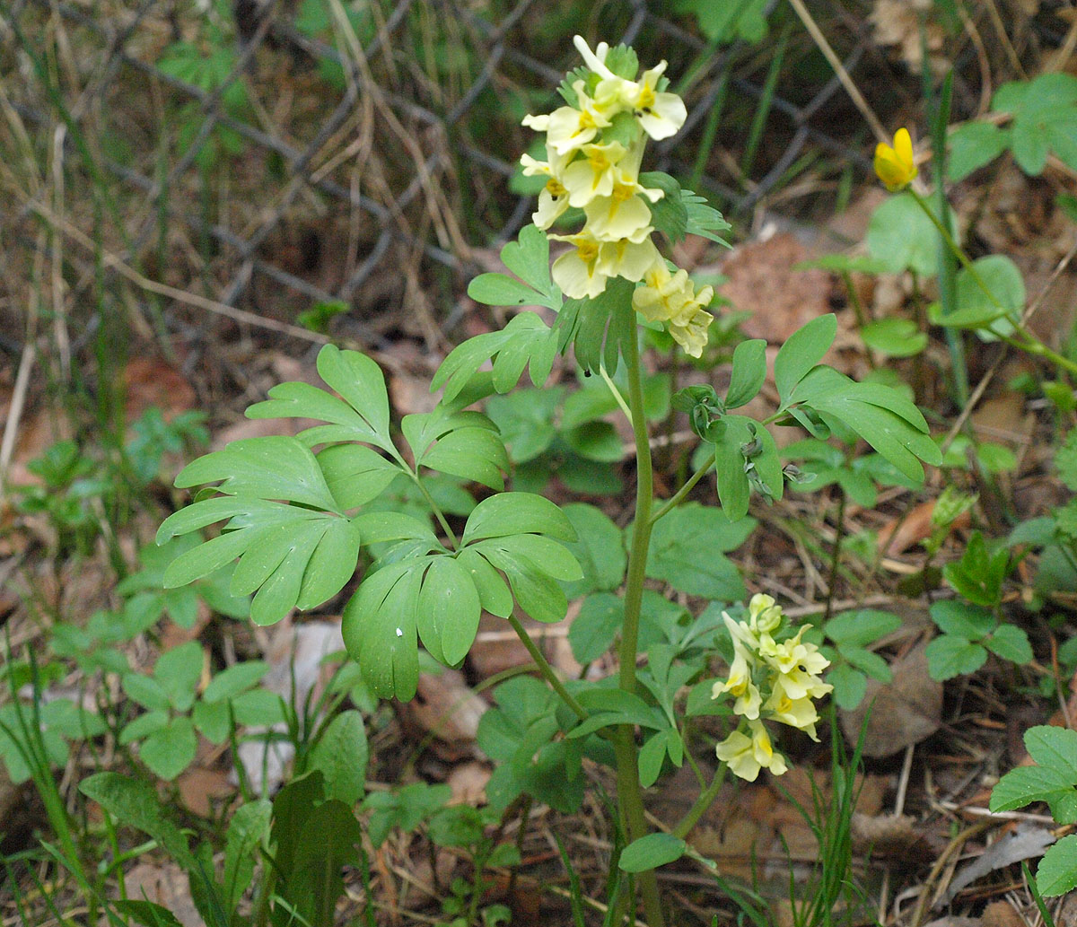 Image of Corydalis bracteata specimen.