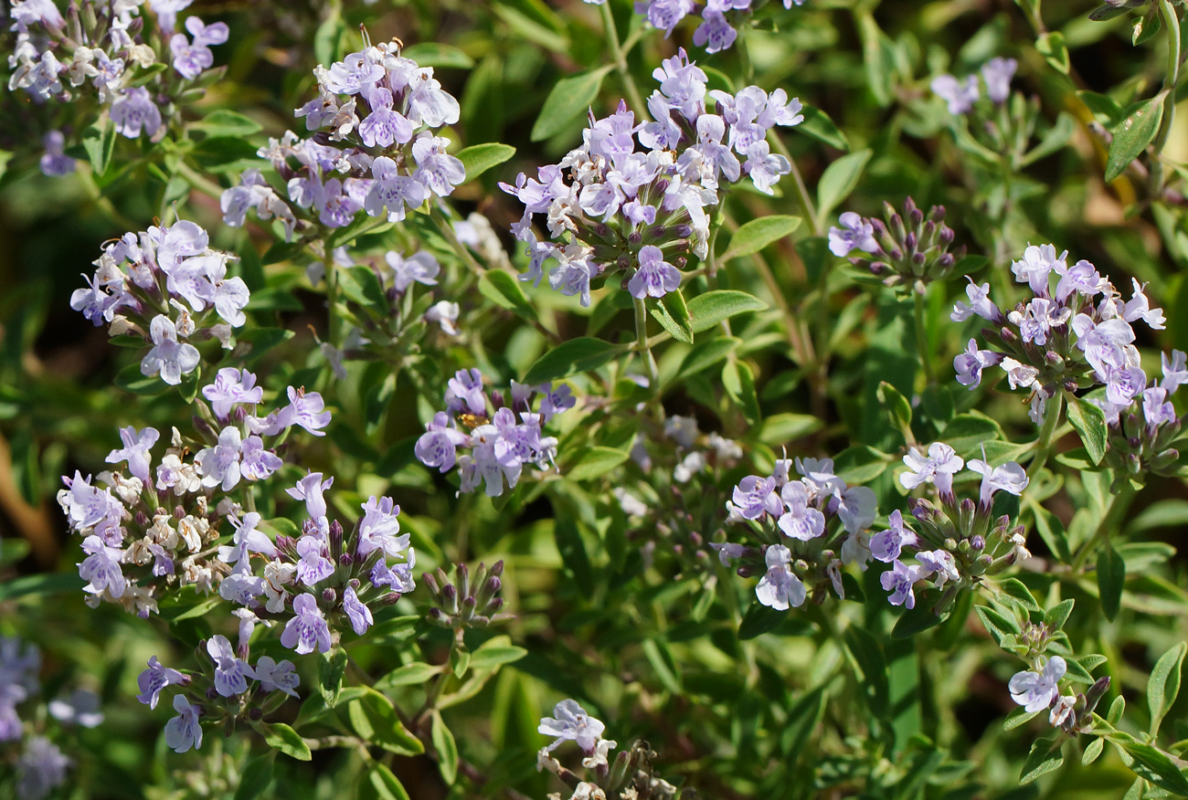 Image of Ziziphora clinopodioides specimen.