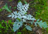 View full-size image Senecio cineraria