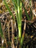 Carex disticha. Основание побега. Нидерланды, провинция Drenthe, Langelo, заказник Broekland, заболоченный луг на выходах грунтовых вод. 5 мая 2010 г.