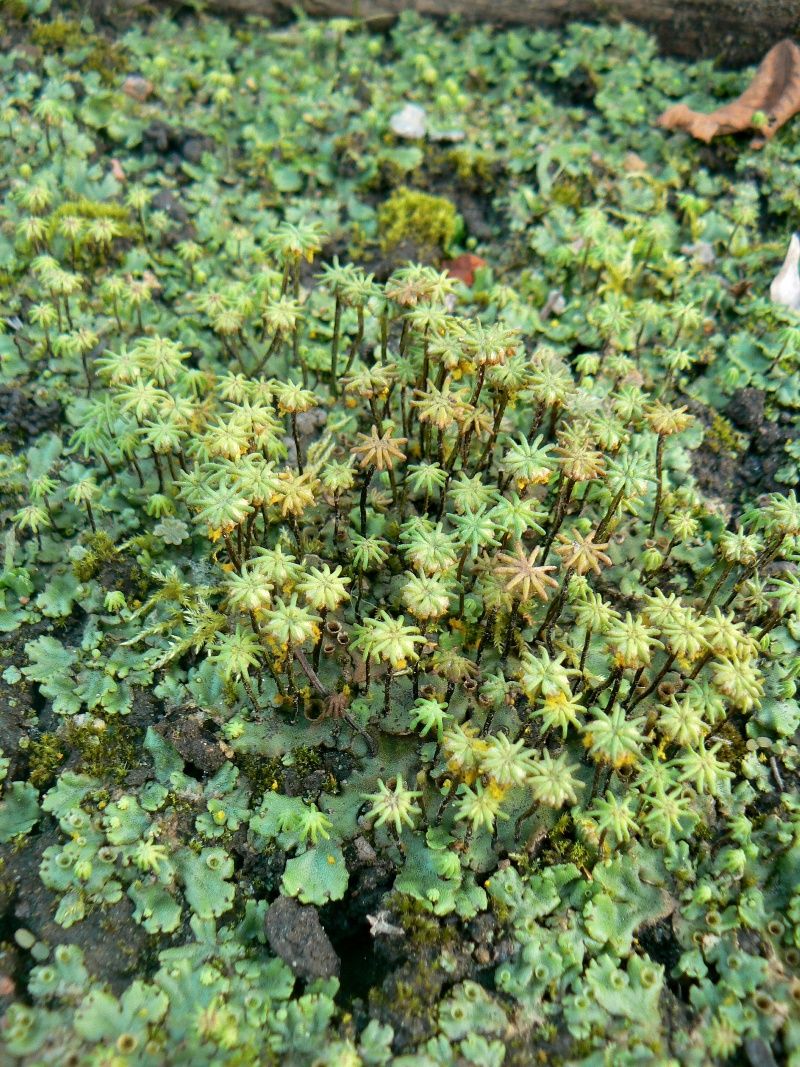 Изображение особи Marchantia polymorpha.