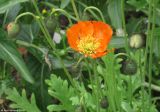 genus Papaver. Цветок. Москва, БС МГУ. 04.06.2010.