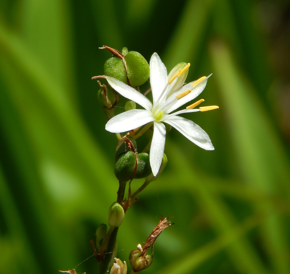 Изображение особи Chlorophytum comosum.