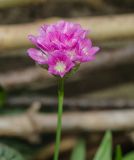 род Armeria