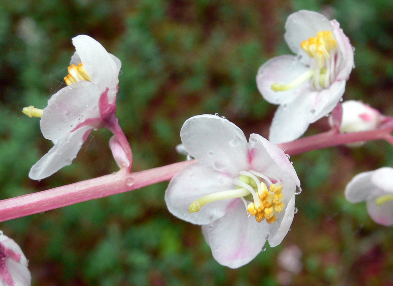 Image of Pyrola grandiflora specimen.