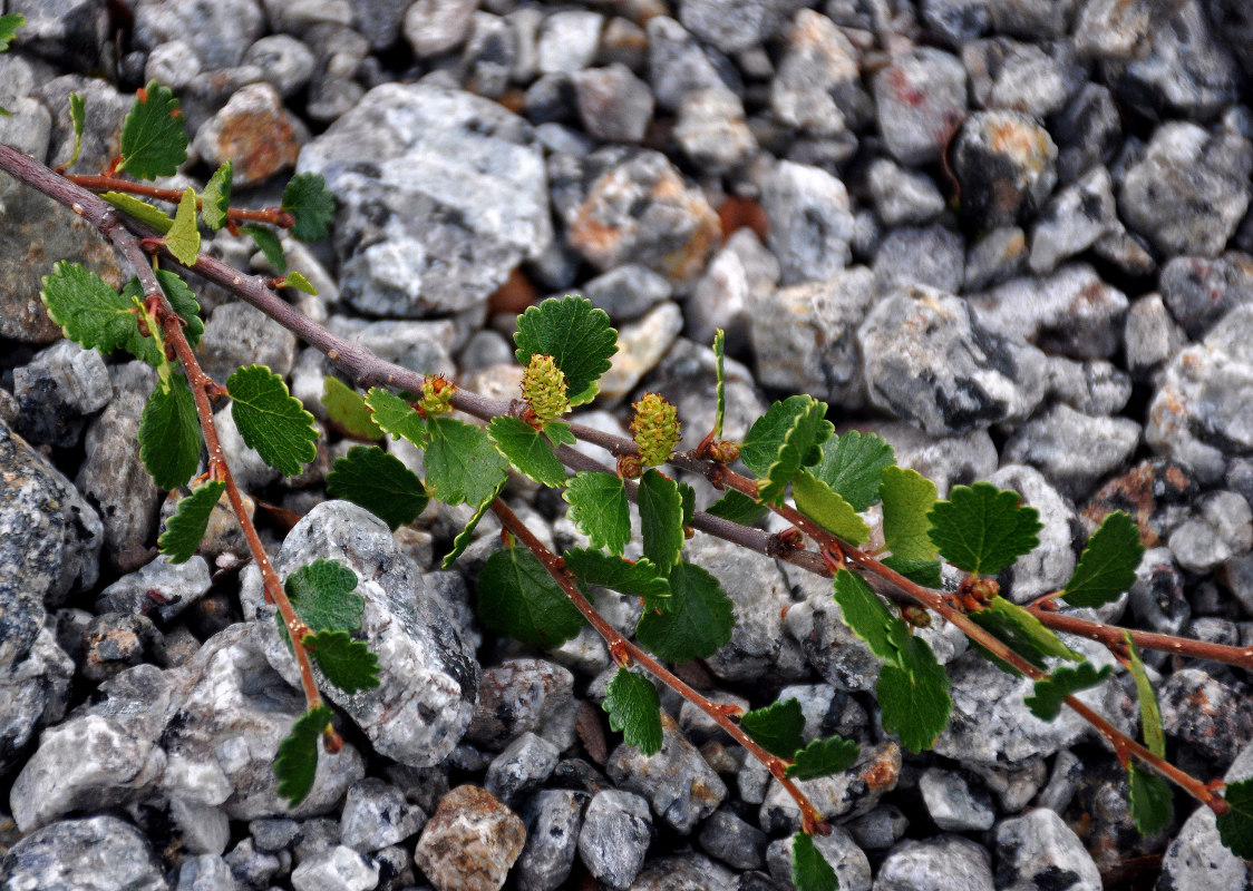 Изображение особи Betula nana.