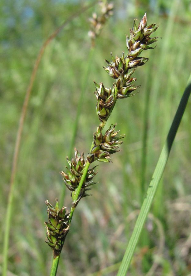 Изображение особи Carex diandra.