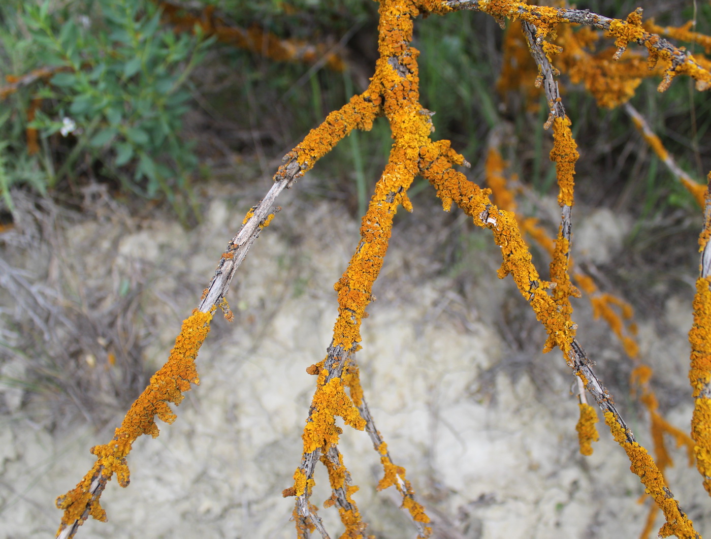 Image of familia Teloschistaceae specimen.