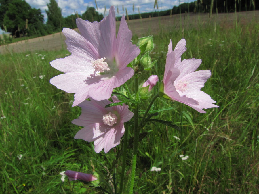 Image of Malva thuringiaca specimen.