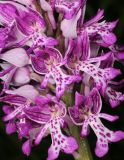 Orchis militaris. Часть соцветия. Ленинградская обл., Гатчинский р-н, окр. пос. Пудость, сырой луг. 29.05.2016.