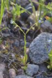 Myosotis baltica