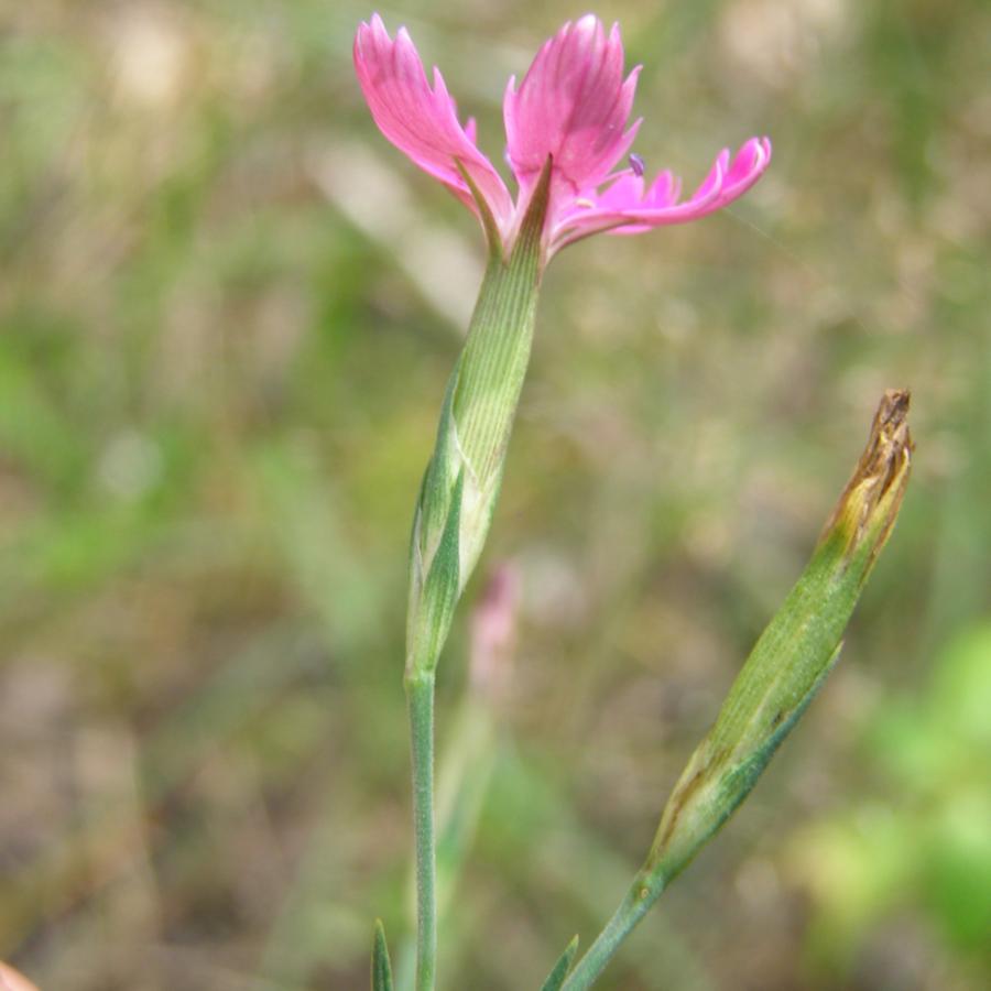 Image of Dianthus deltoides specimen.