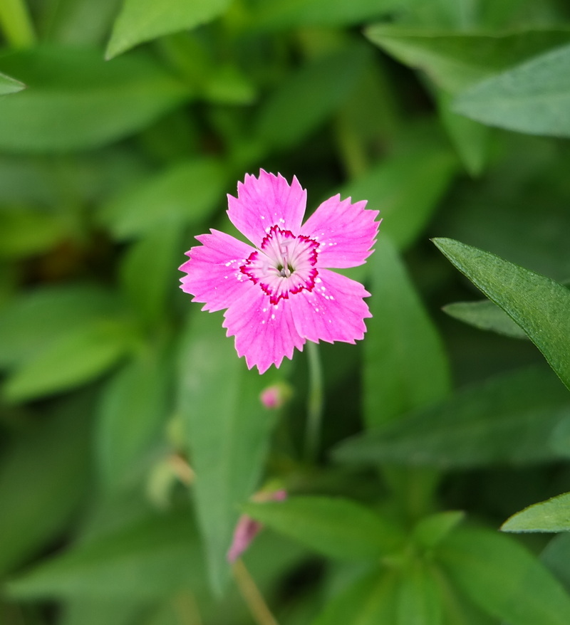 Image of genus Dianthus specimen.