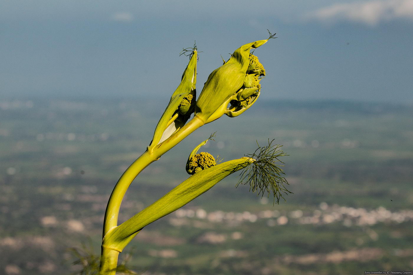 Изображение особи Ferula communis.