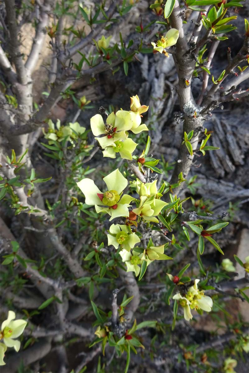 Image of Euphorbia lactiflua specimen.