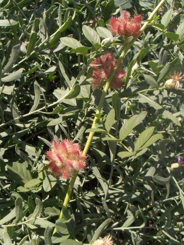 Image of Glycyrrhiza echinata specimen.