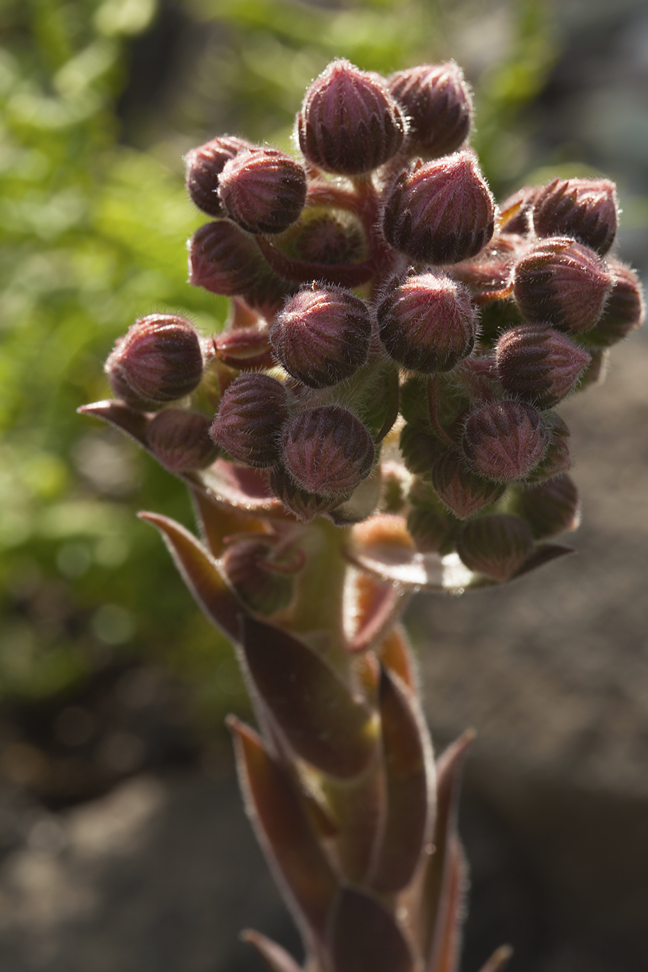 Image of Sempervivum tectorum specimen.