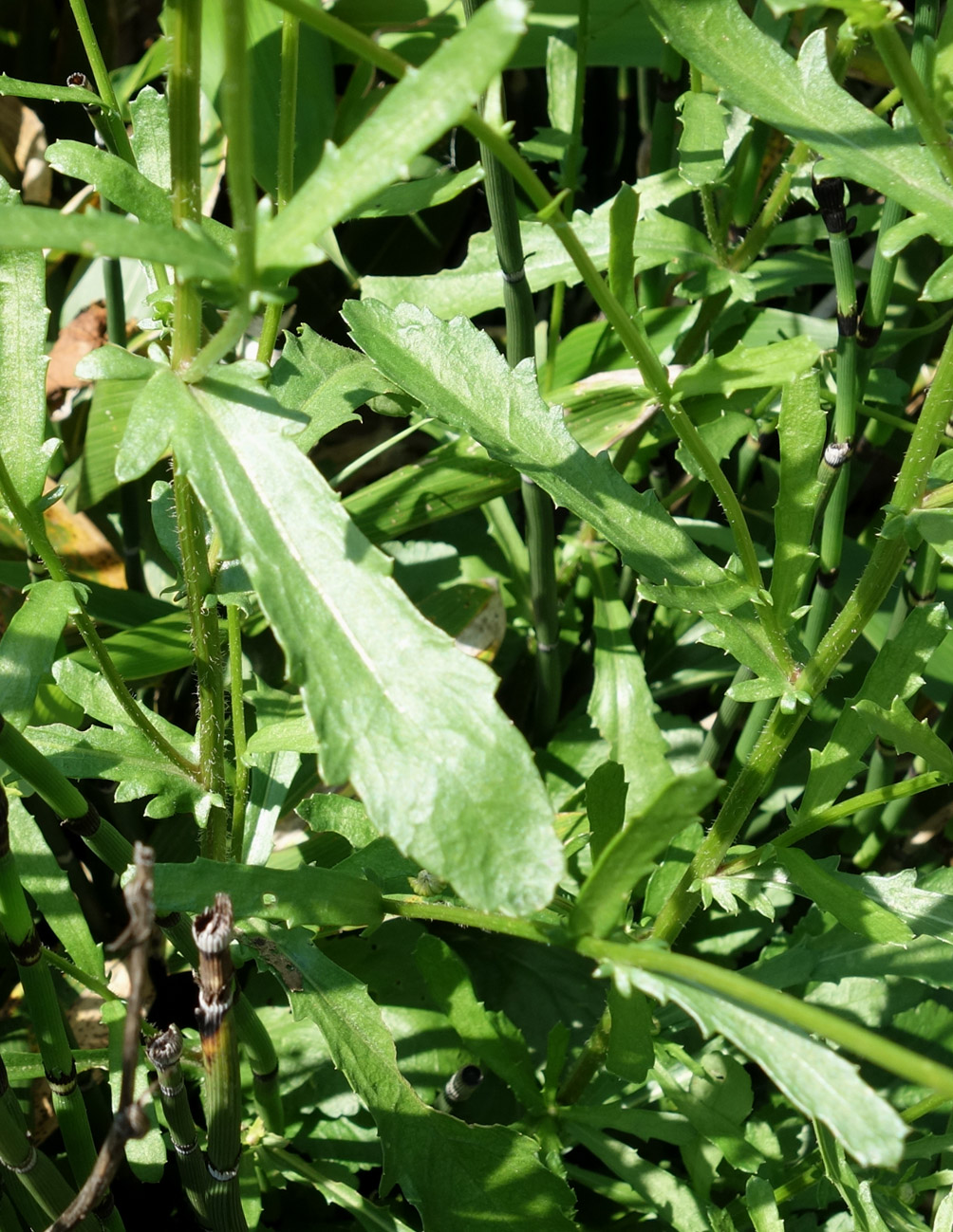 Image of Leucanthemum ircutianum specimen.