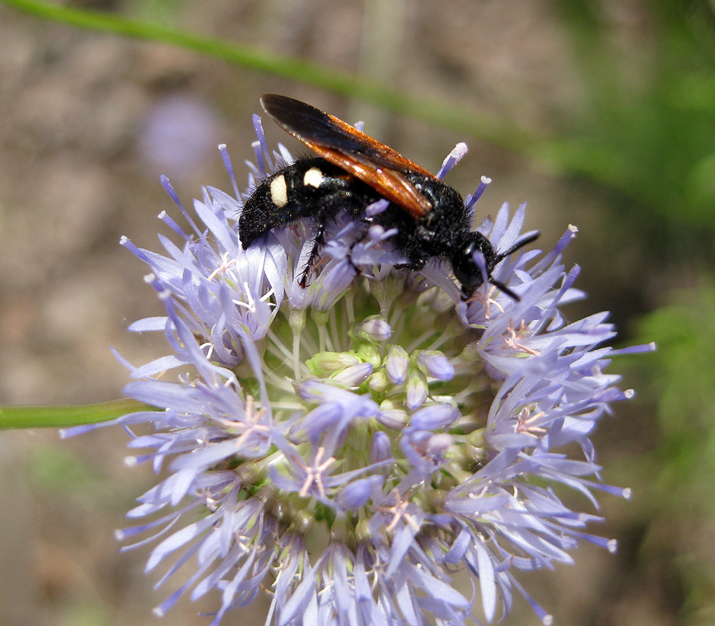 Image of Jasione montana specimen.