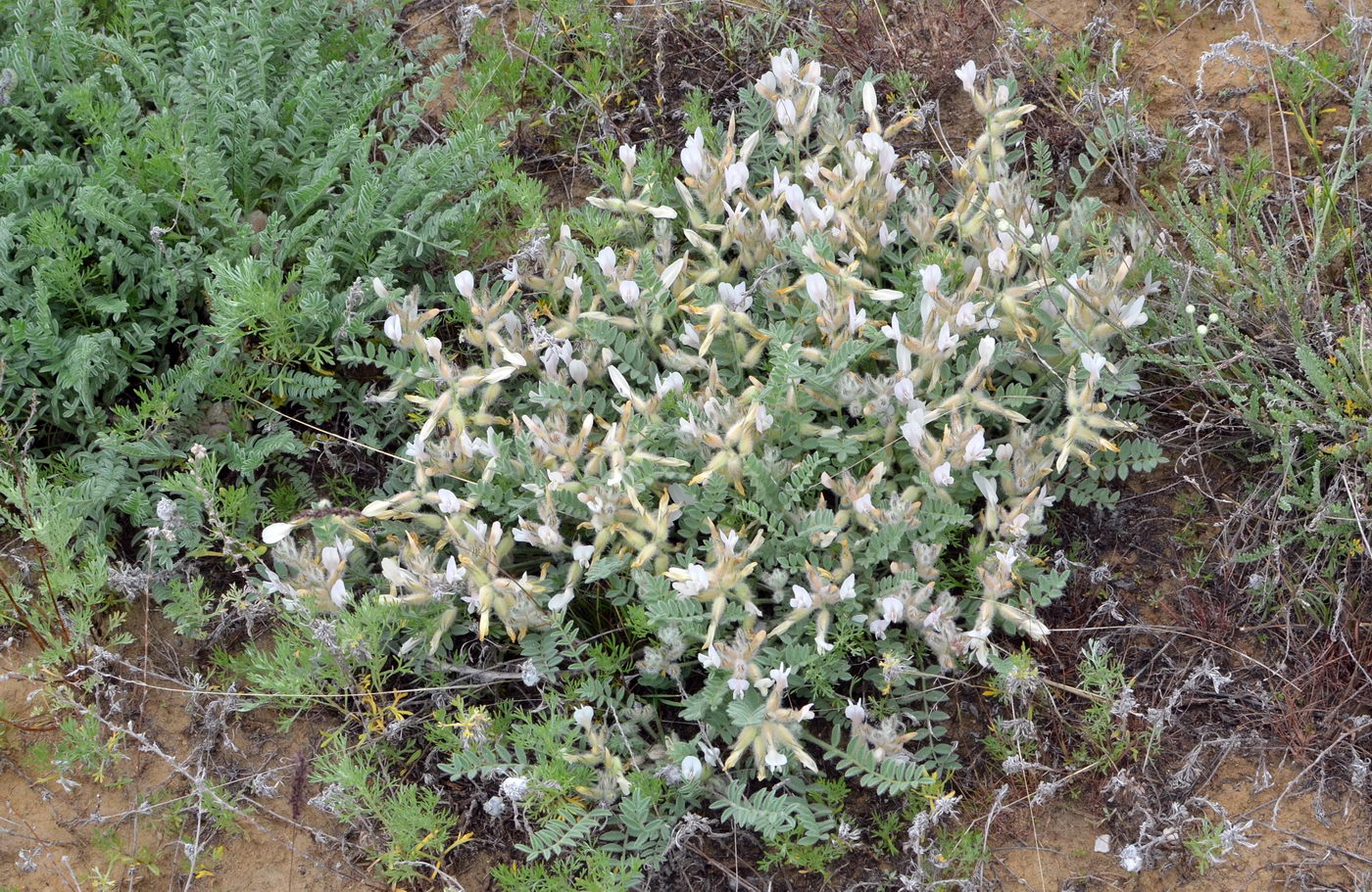 Изображение особи Astragalus sareptanus.