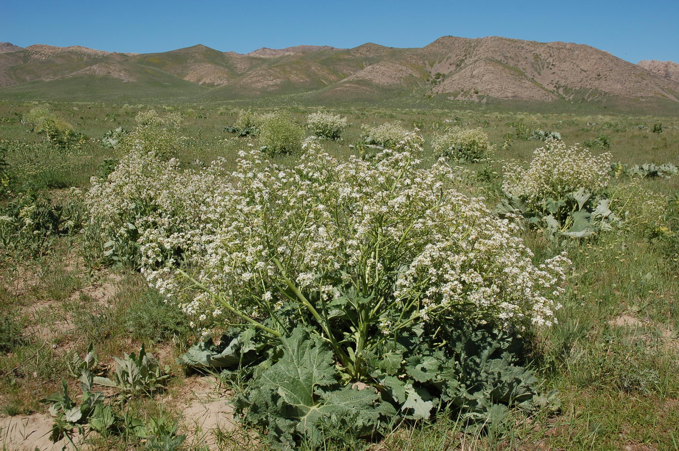 Image of Crambe kotschyana specimen.