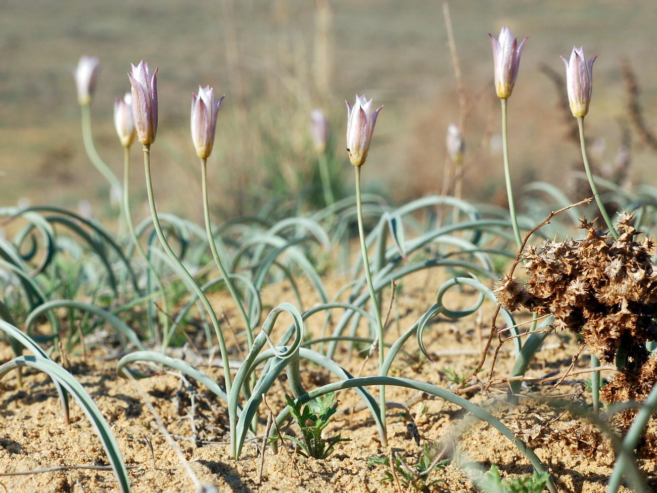 Изображение особи Tulipa sogdiana.