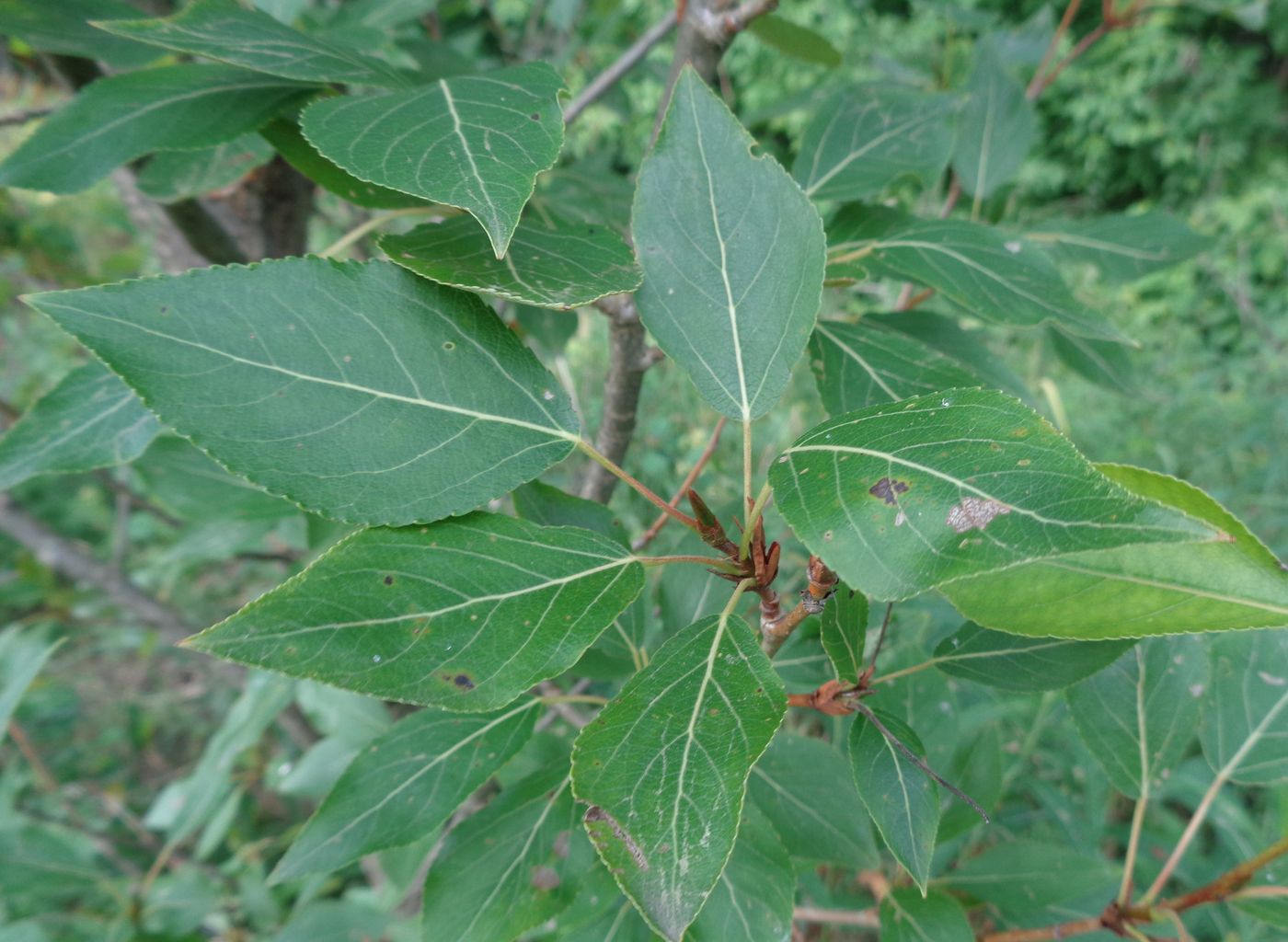 Image of Populus longifolia specimen.