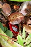 Nepenthes macfarlanei