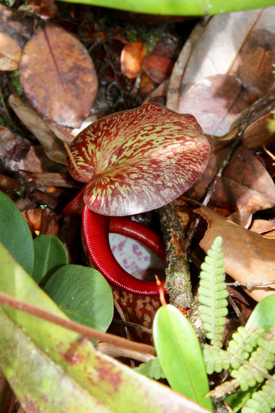 Image of Nepenthes macfarlanei specimen.