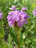 View full-size image Prunella grandiflora