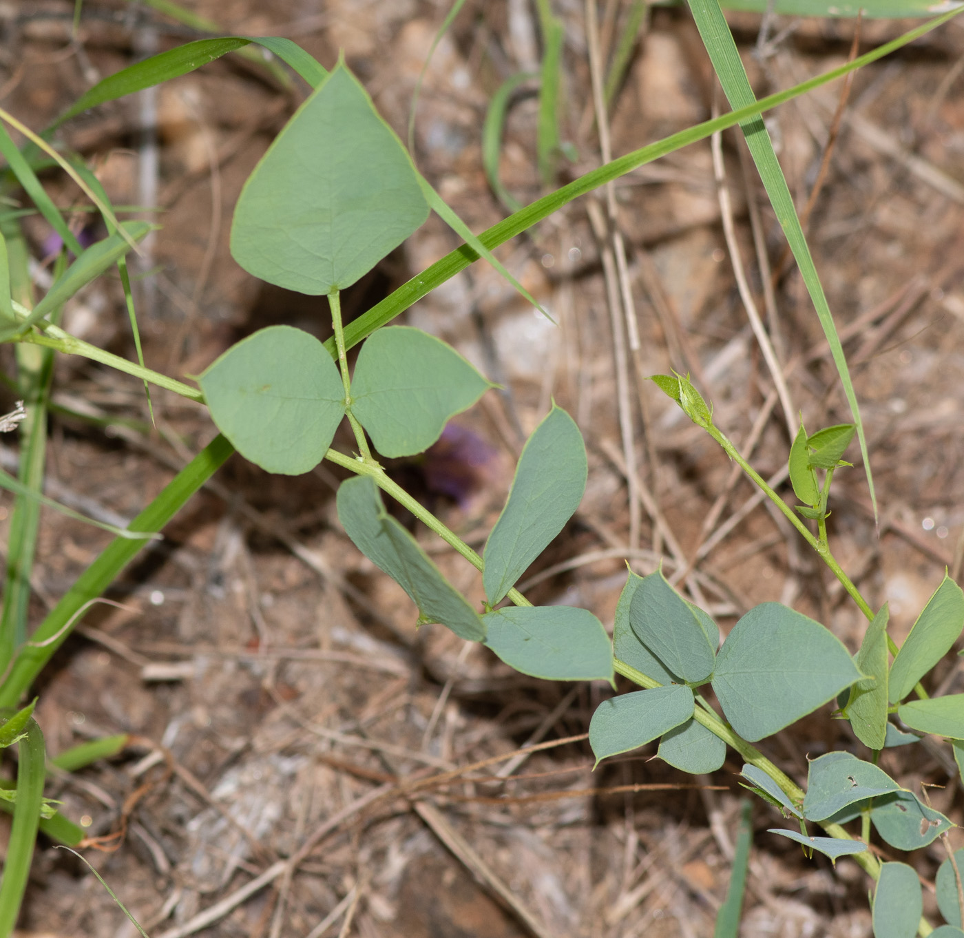 Image of Otoptera burchellii specimen.