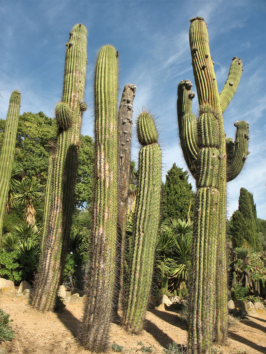 Image of Carnegiea gigantea specimen.